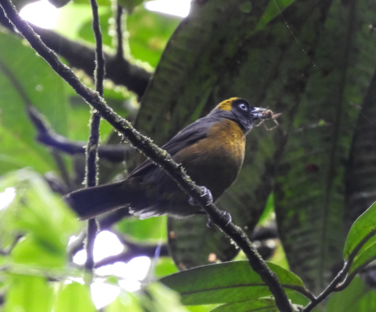 Dusky-faced Tanager - ML594260571