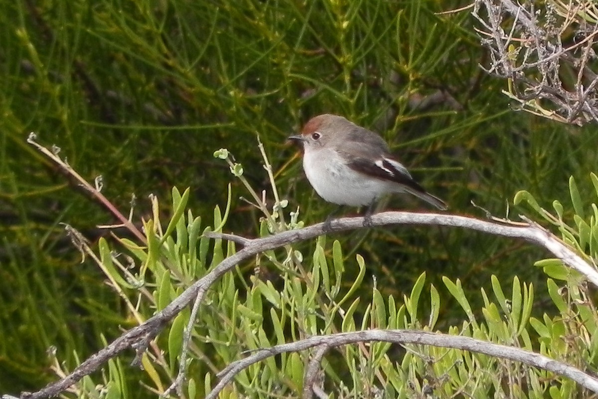 Red-capped Robin - Daniel Engelbrecht - Birding Ecotours