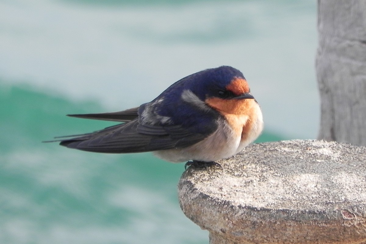 Golondrina Australiana - ML594260981