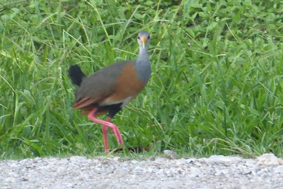 Russet-naped Wood-Rail - ML594261301