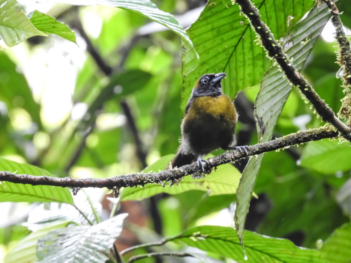 Dusky-faced Tanager - ML594261731