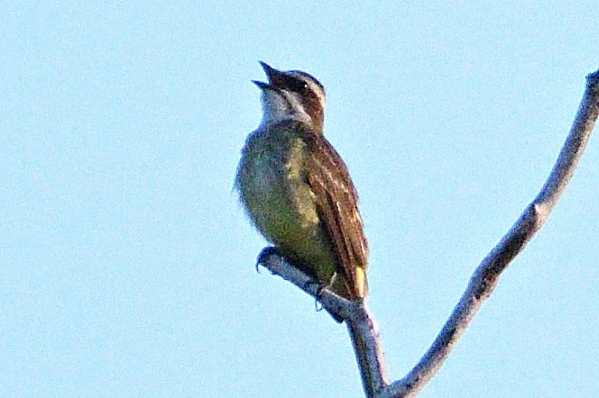 Piratic Flycatcher - ML594261841