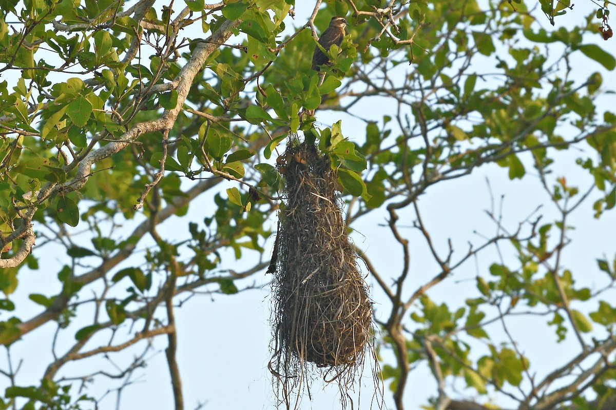 Piratic Flycatcher - ML594261901