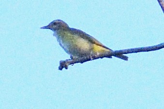 Yellow-green Vireo - ML594262221