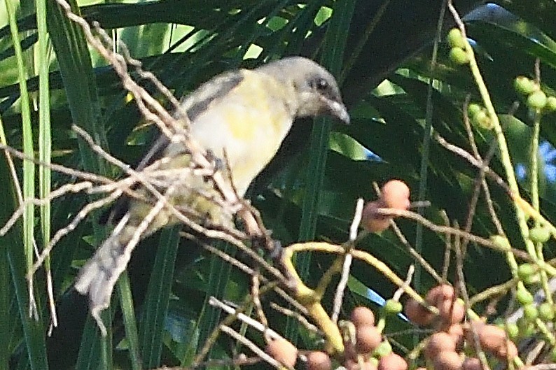 Yellow-winged Tanager - ML594262371