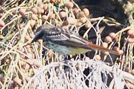 Sulphur-bellied Flycatcher - ML594262471