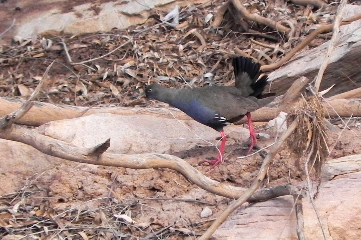 Black-tailed Nativehen - Daniel Engelbrecht - Birding Ecotours