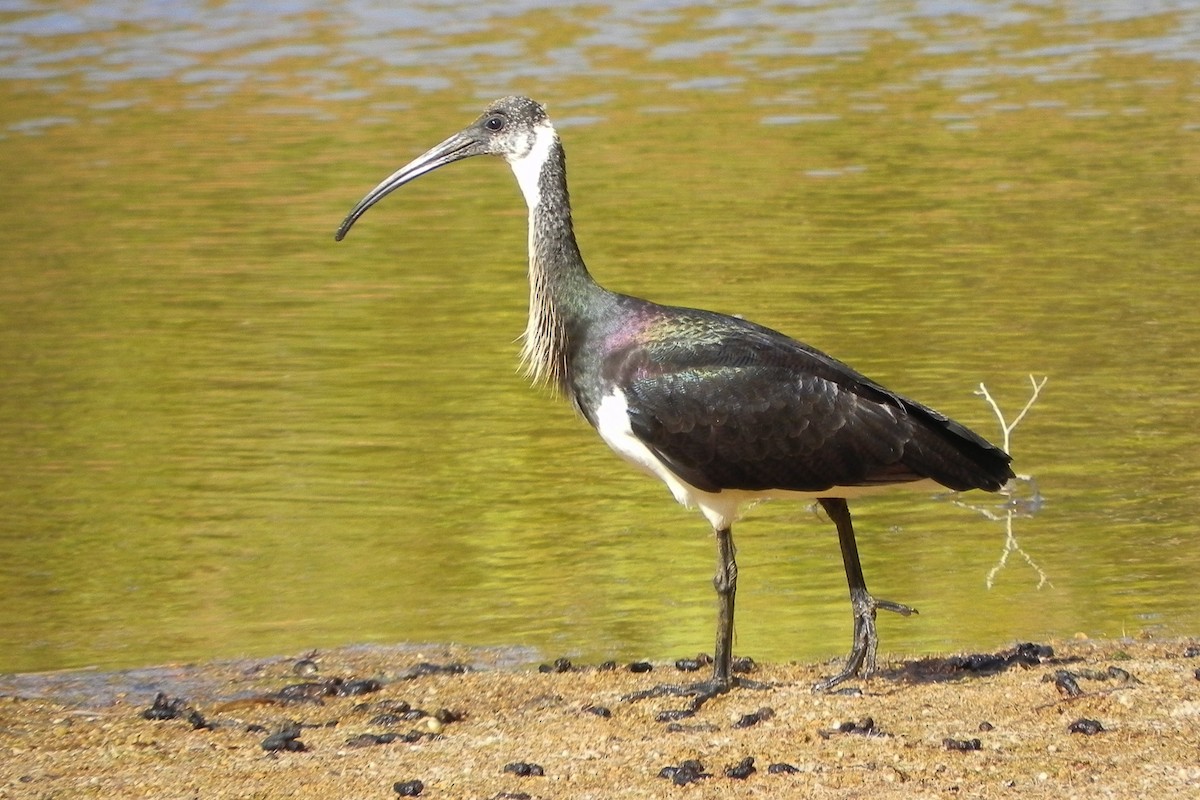 Straw-necked Ibis - Daniel Engelbrecht - Birding Ecotours
