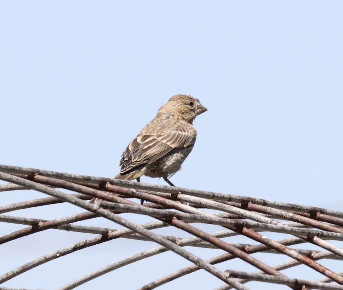 House Finch - ML594263541