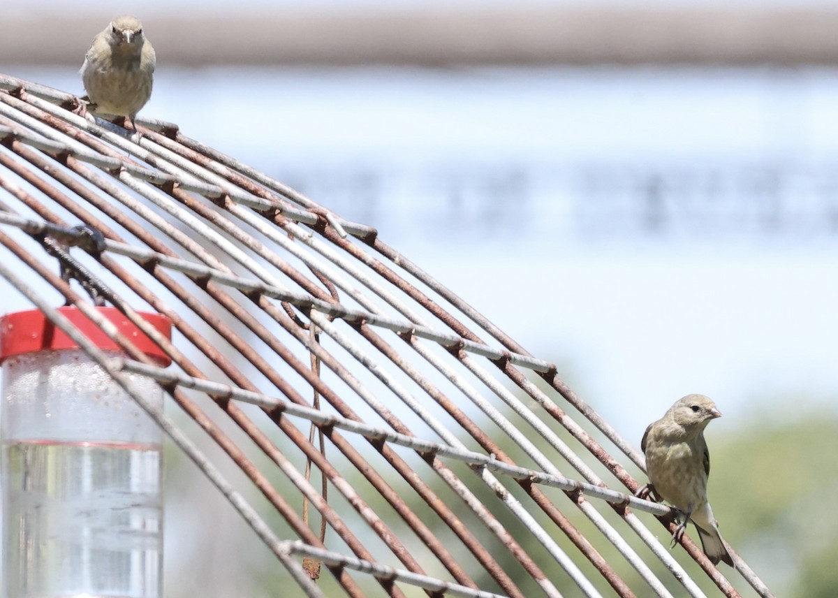 House Finch - Millie and Peter Thomas