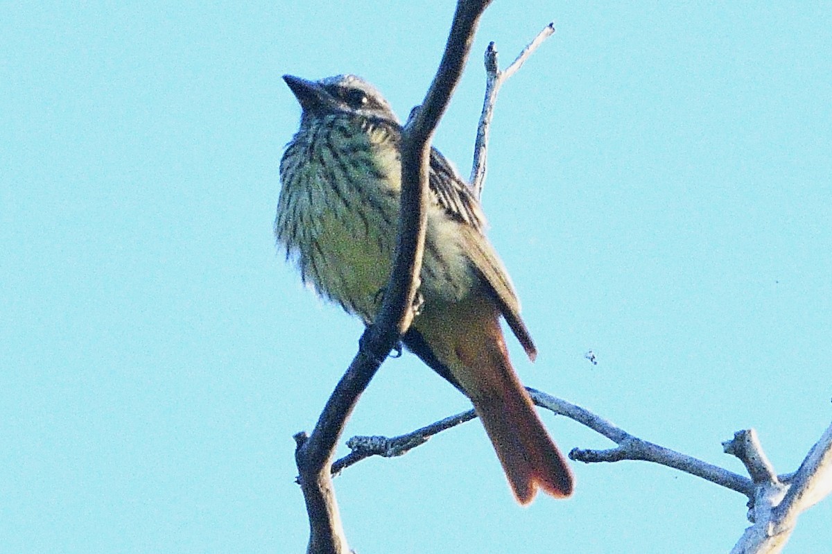 Sulphur-bellied Flycatcher - ML594264081