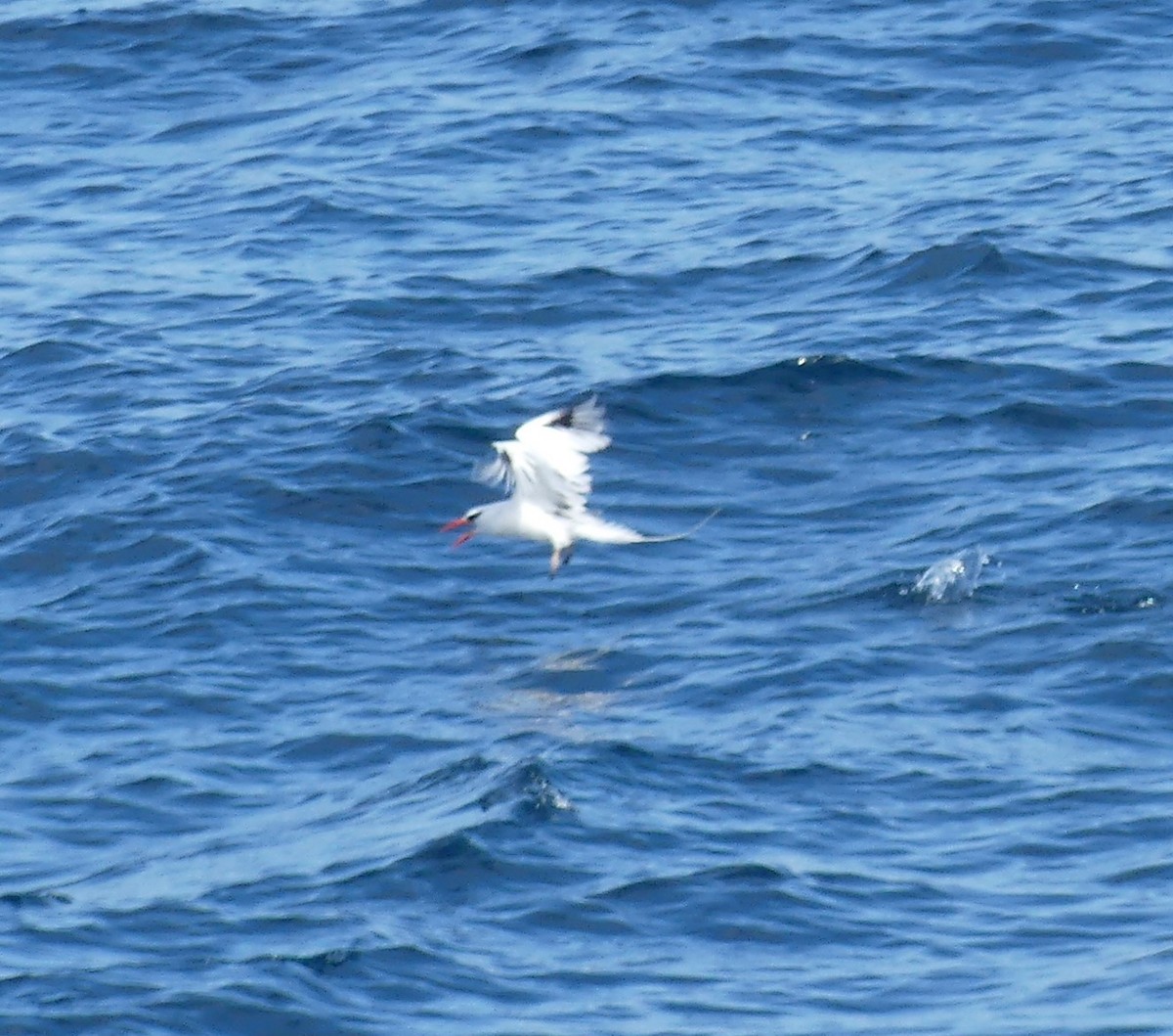 Red-billed Tropicbird - ML594264091