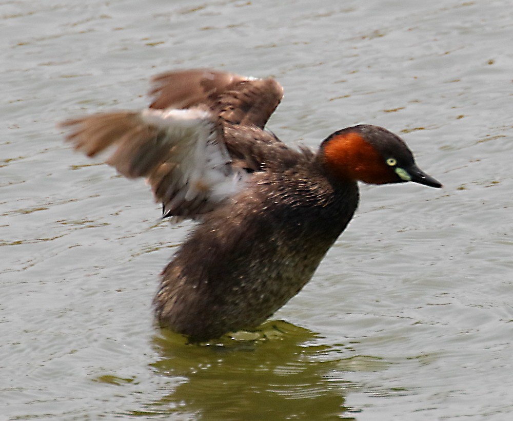 Little Grebe - ML59426421