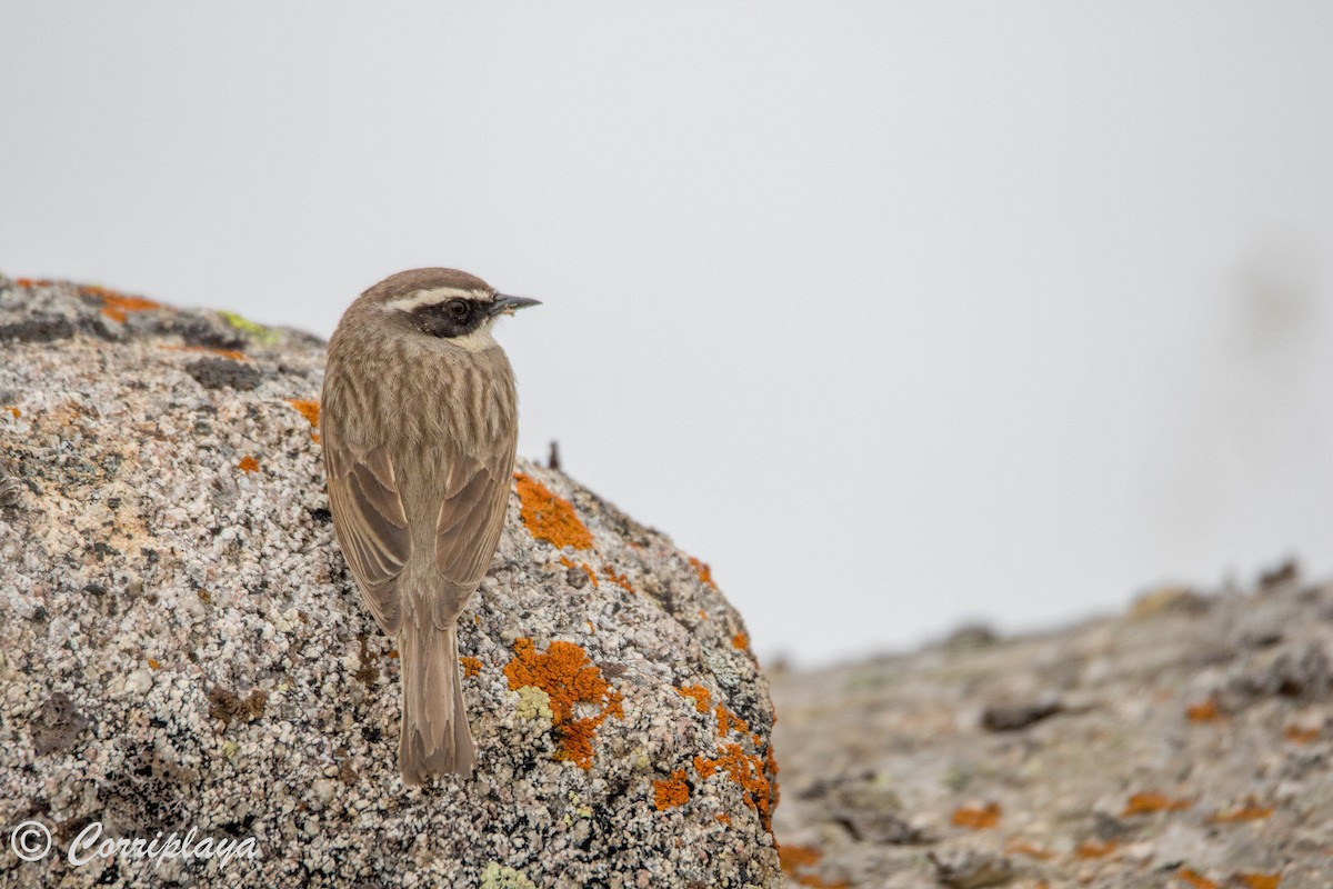 Brown Accentor - ML594266091
