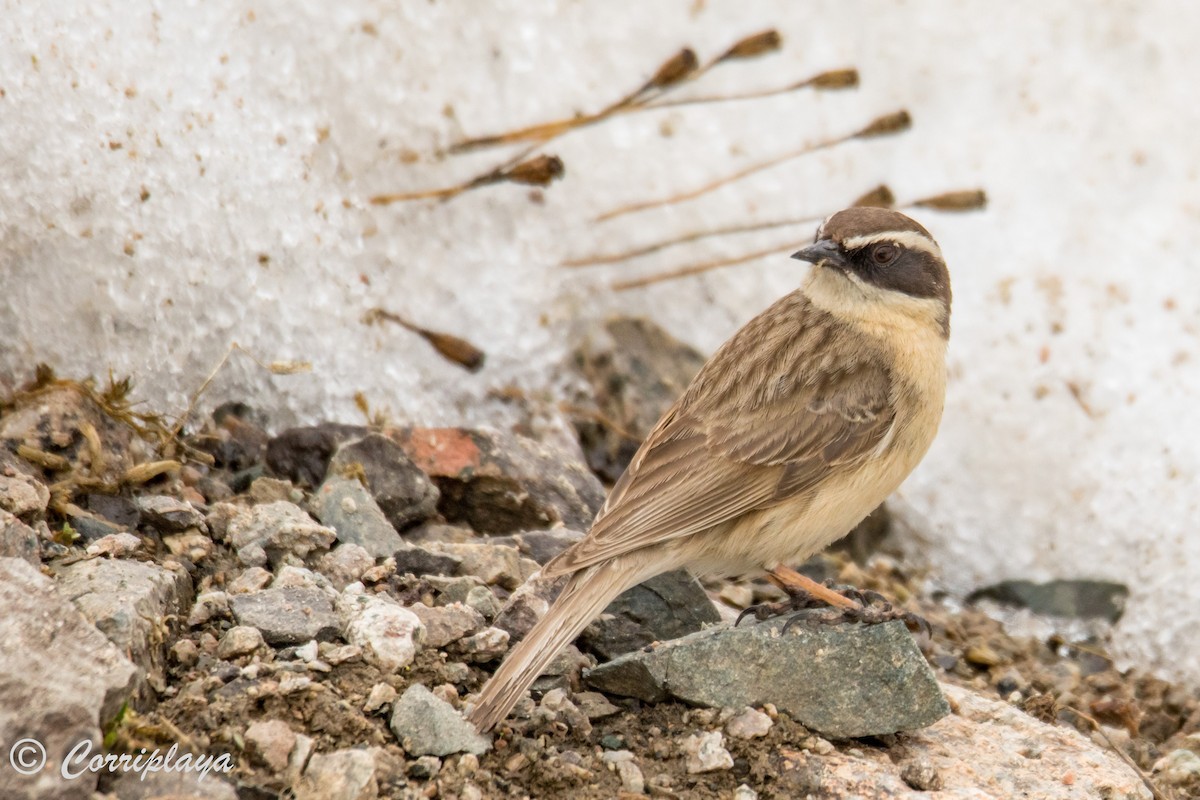 Brown Accentor - ML594266101