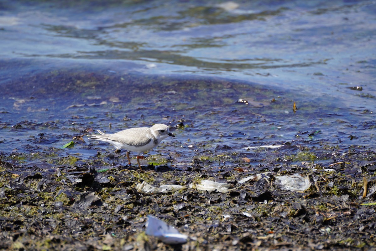 Piping Plover - ML594267101