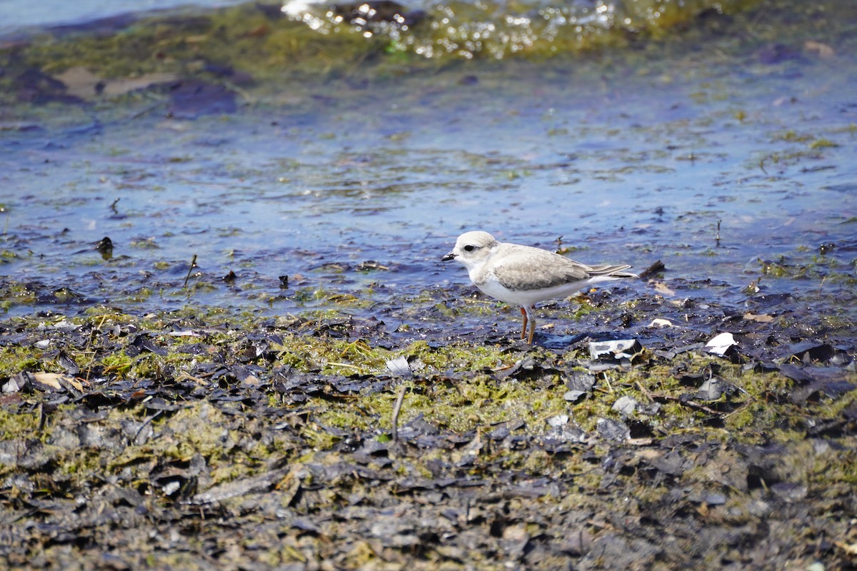 Piping Plover - ML594267121