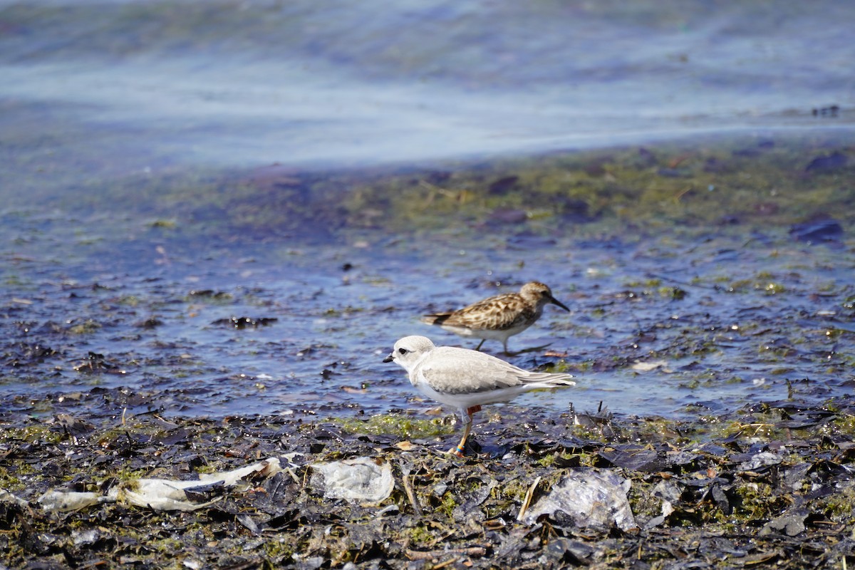 Piping Plover - ML594267131