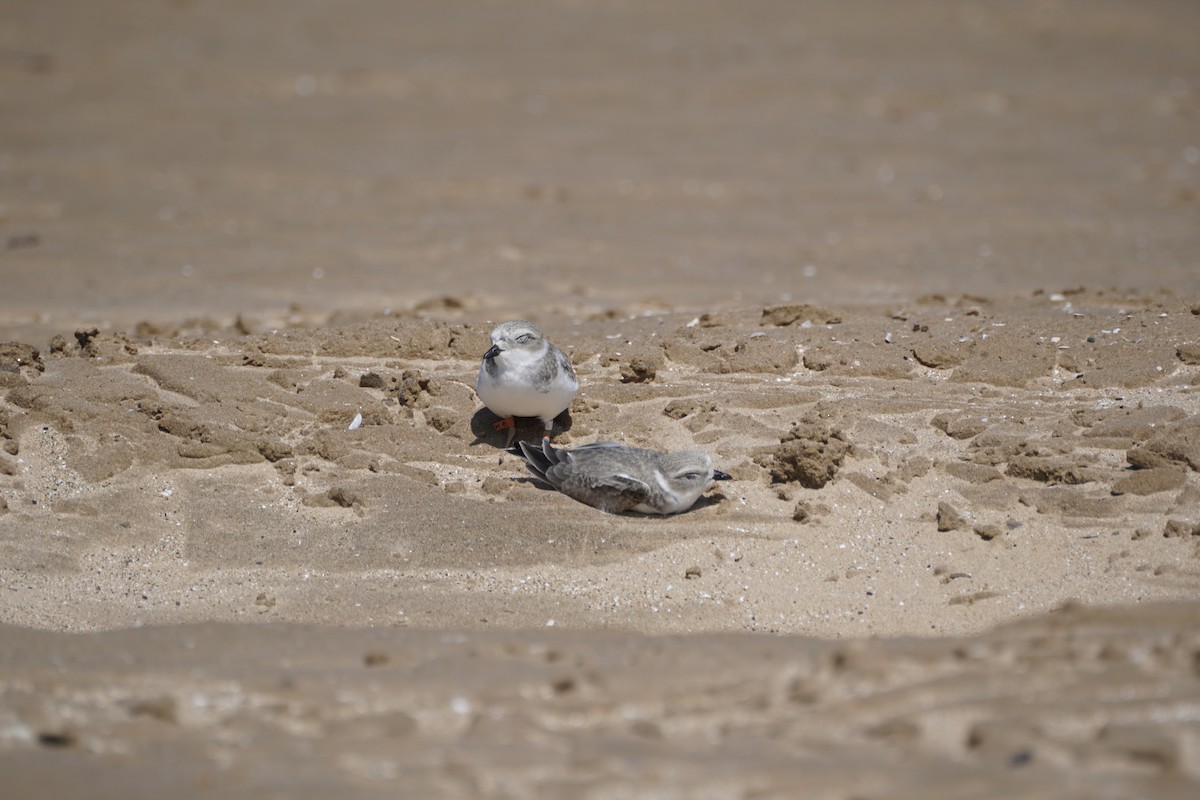 Piping Plover - ML594267141