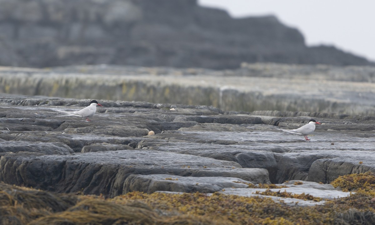 Arctic Tern - ML594267271