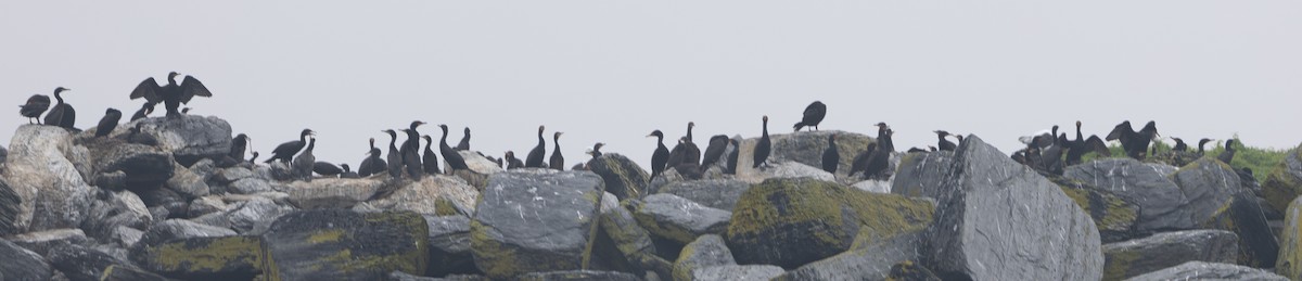 Double-crested Cormorant - ML594267321