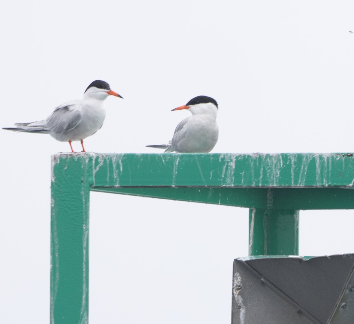 rybák obecný - ML594267331