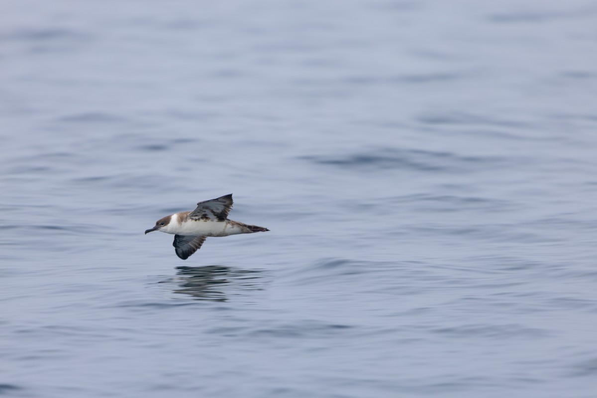 Great Shearwater - ML594267361