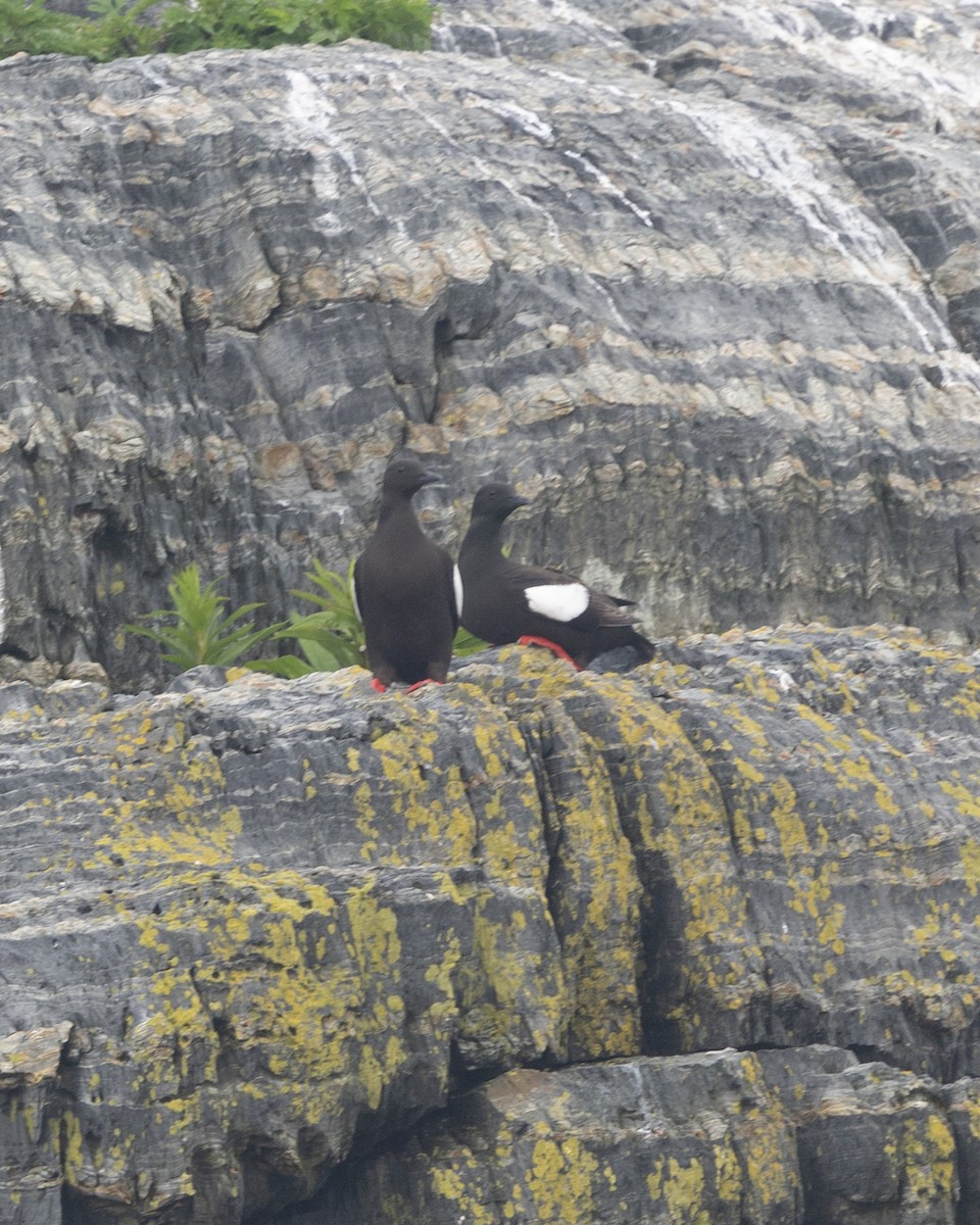 alkoun obecný - ML594267401