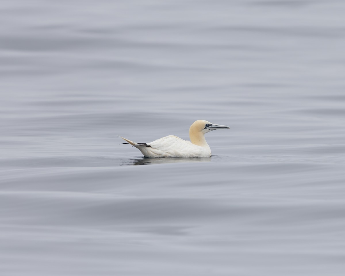 Northern Gannet - ML594267451