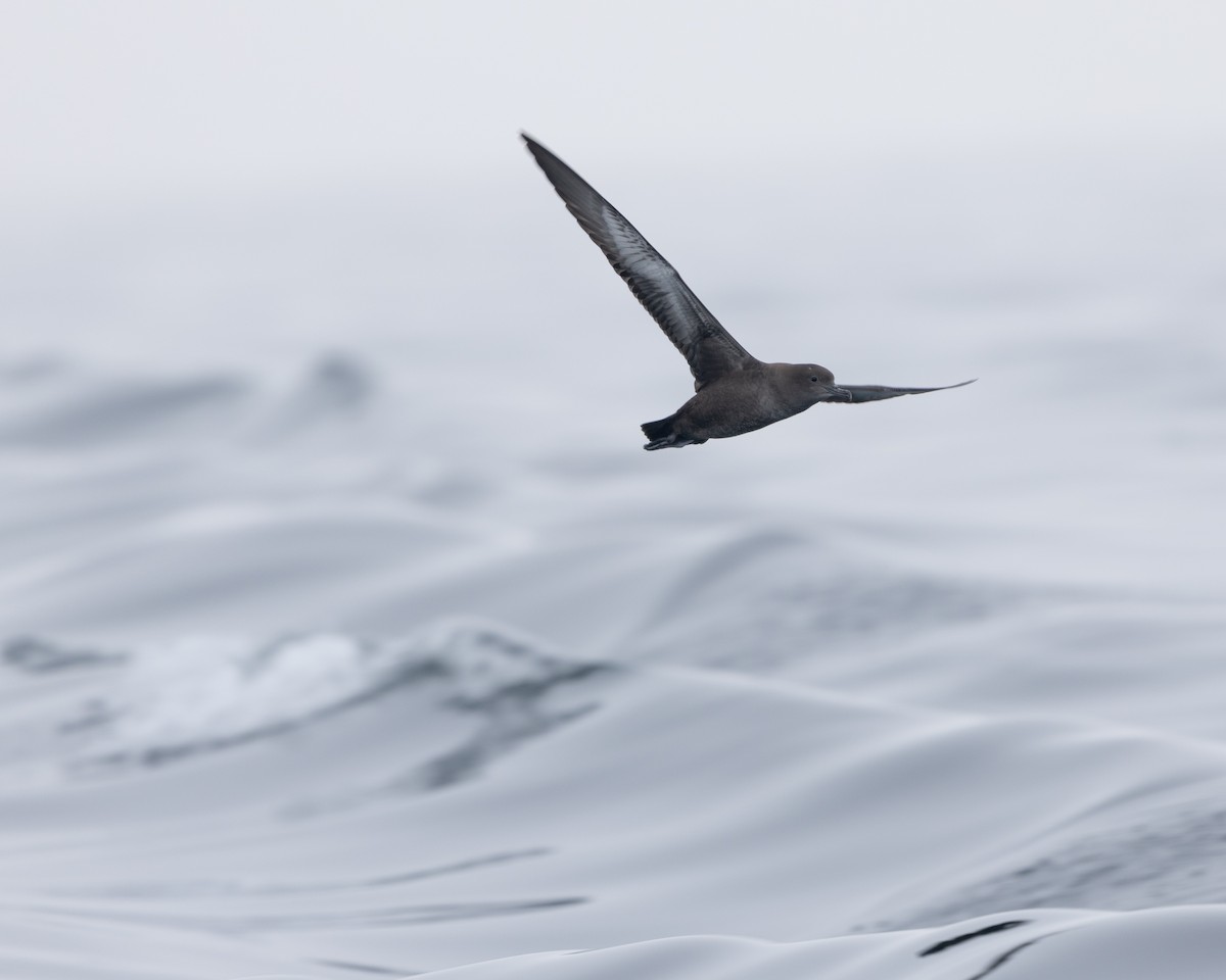 buřňák temný - ML594267461