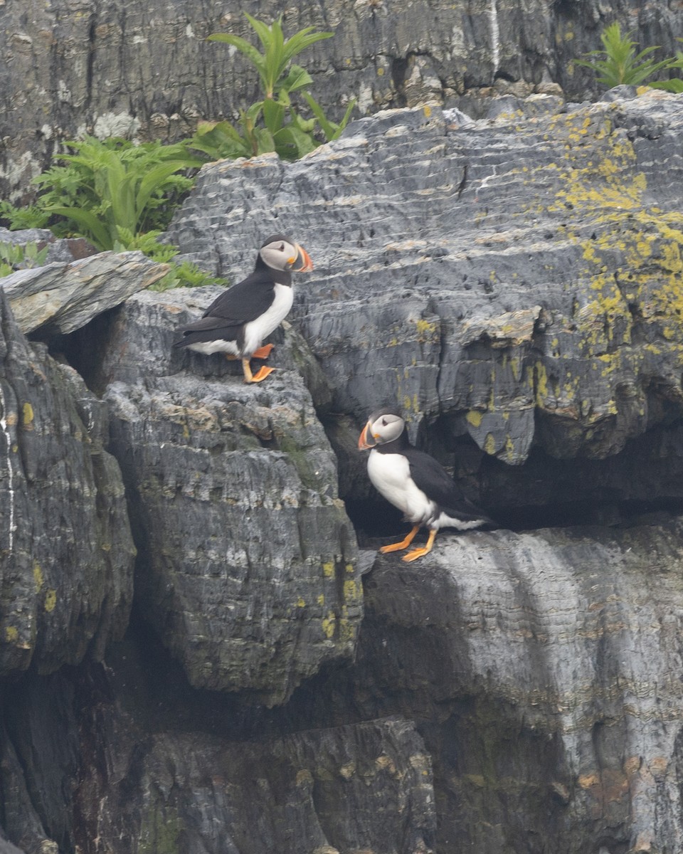 papuchalk severní - ML594267491