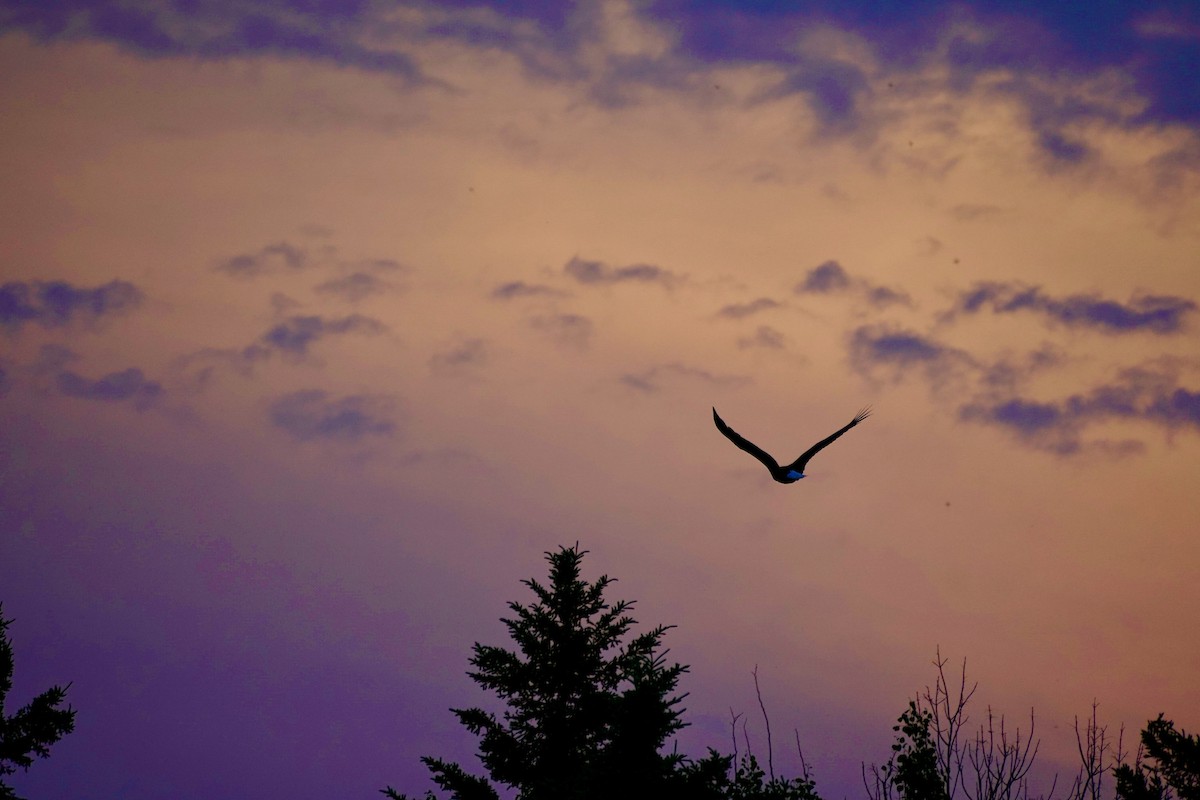 Bald Eagle - ML594267511