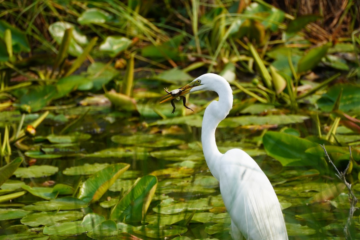 Great Egret - ML594267591