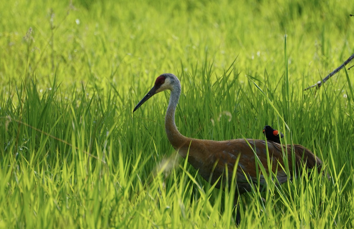 Sandhill Crane - ML594267811