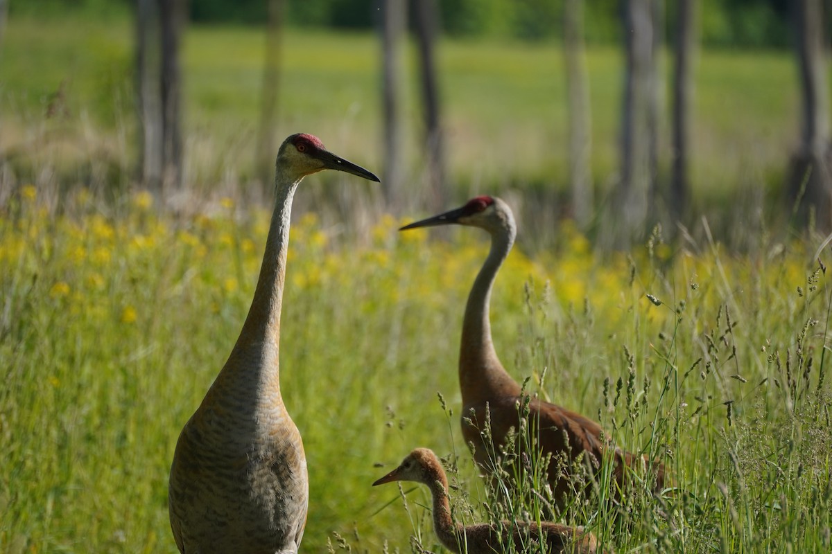 Sandhill Crane - ML594267861