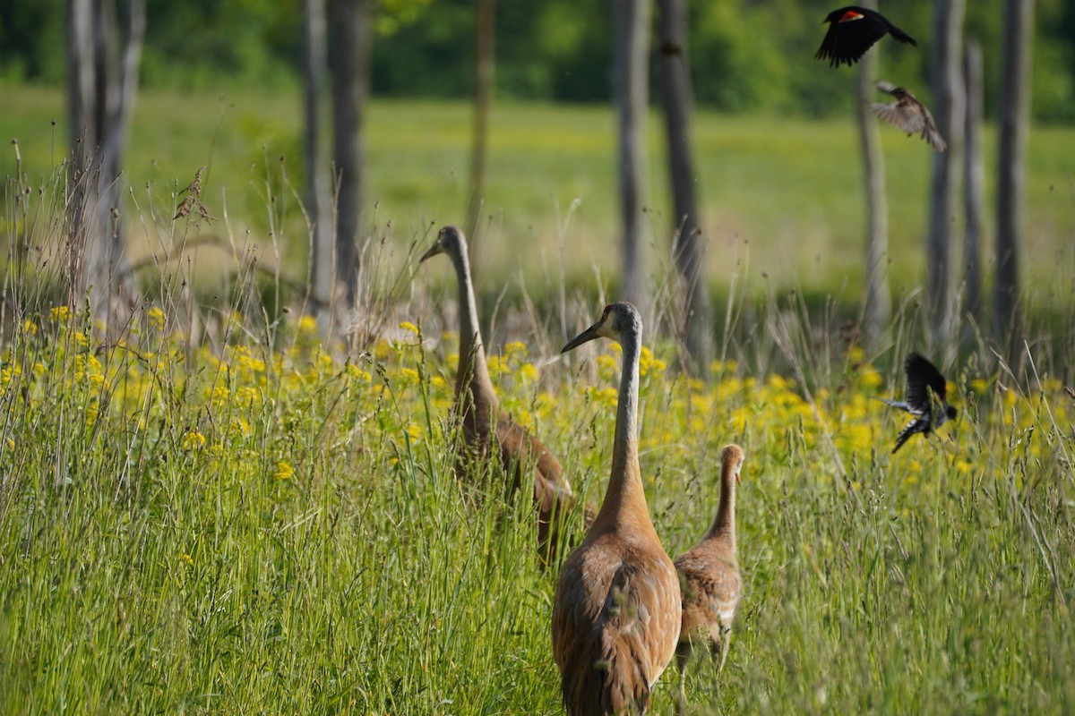 Sandhill Crane - ML594267891