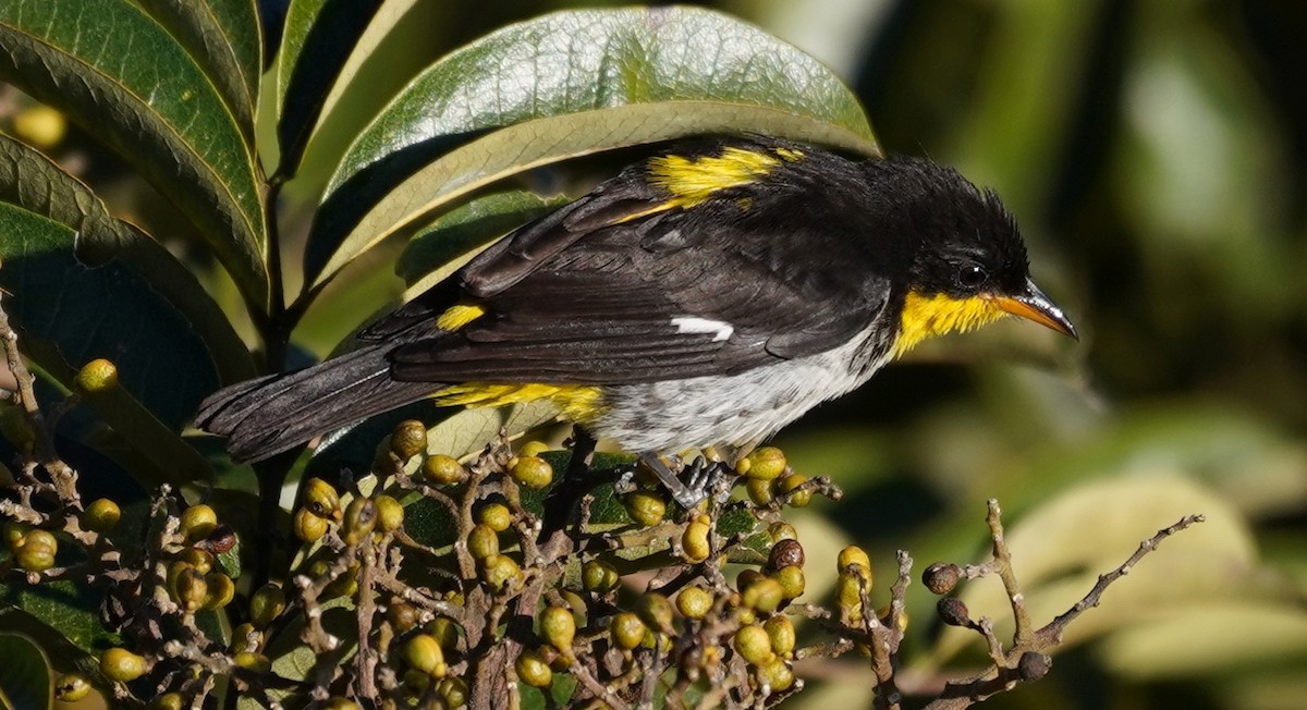 Yellow-backed Tanager - ML594268271