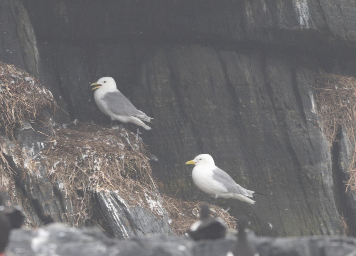 Black-legged Kittiwake - ML594268341