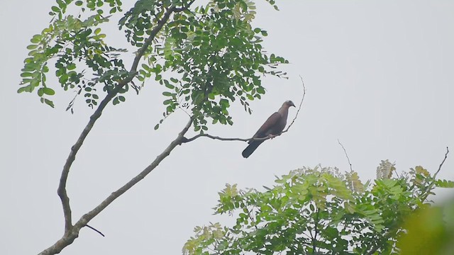 Pale-capped Pigeon - ML594268431