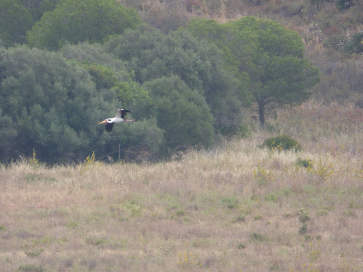 Yellow-billed Stork - ML59426911