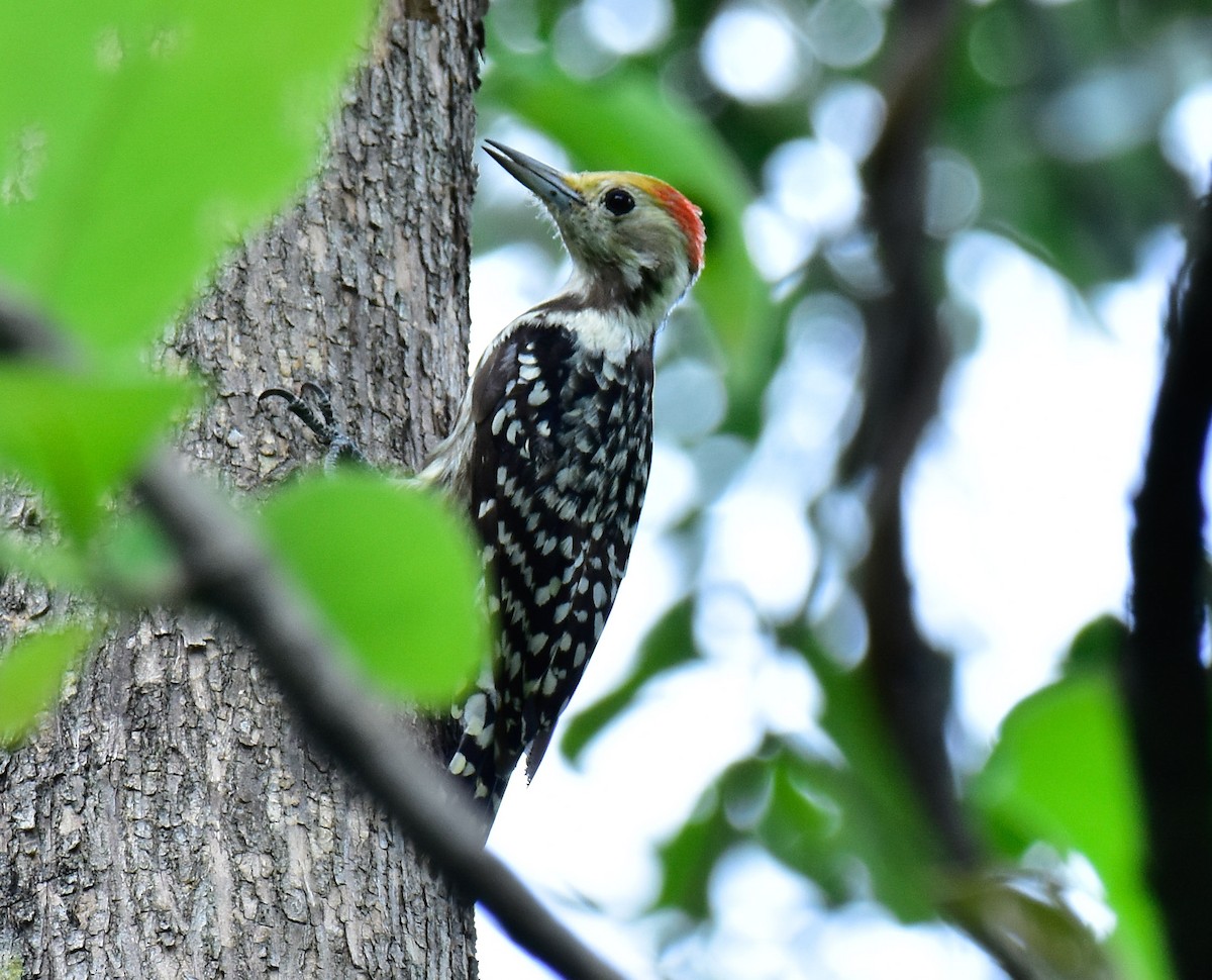 Yellow-crowned Woodpecker - ML594270661