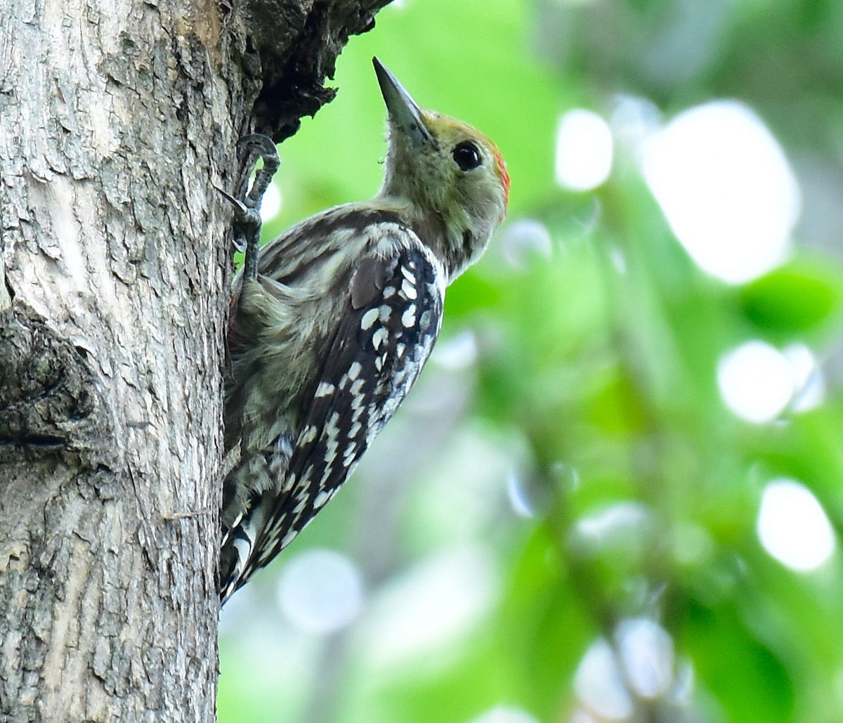Yellow-crowned Woodpecker - ML594270671
