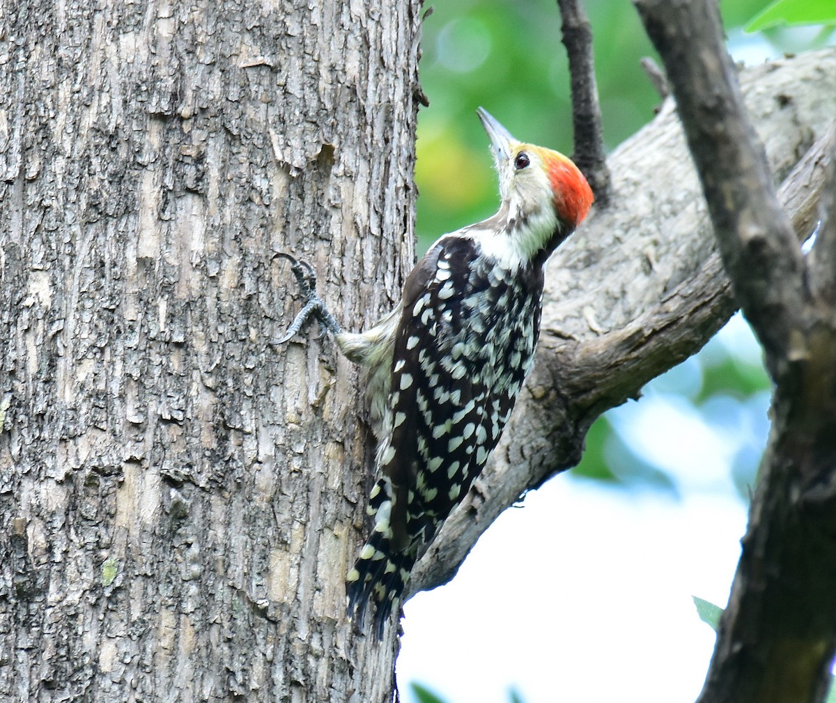 Yellow-crowned Woodpecker - ML594270681