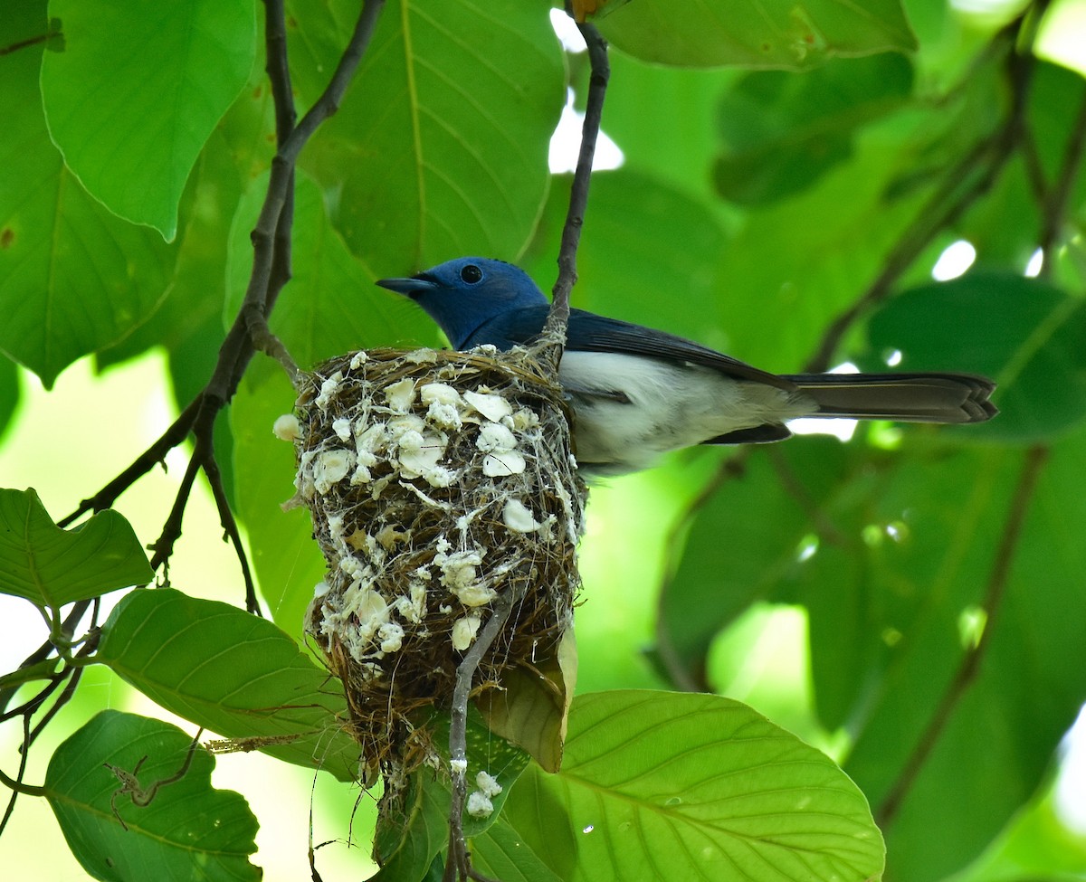 Black-naped Monarch - Arindam Roy