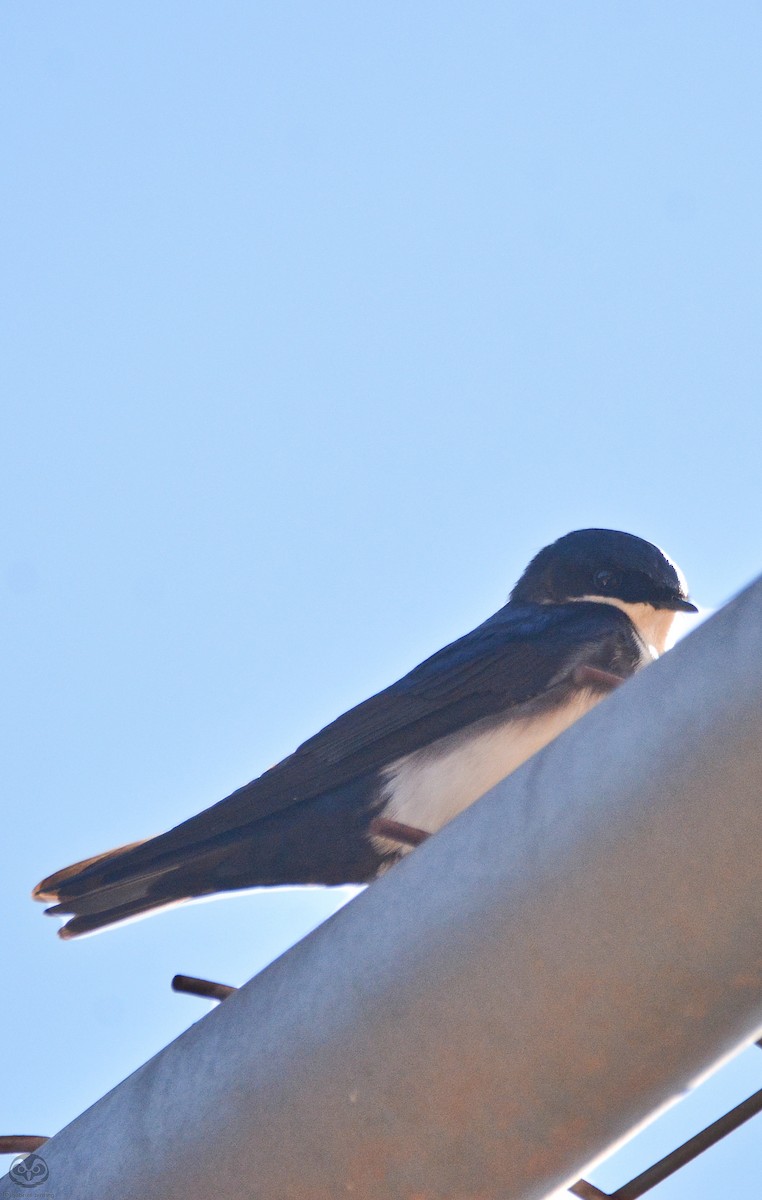 Blue-and-white Swallow - ML594271541