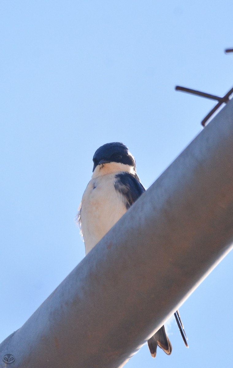 Blue-and-white Swallow - ML594271551