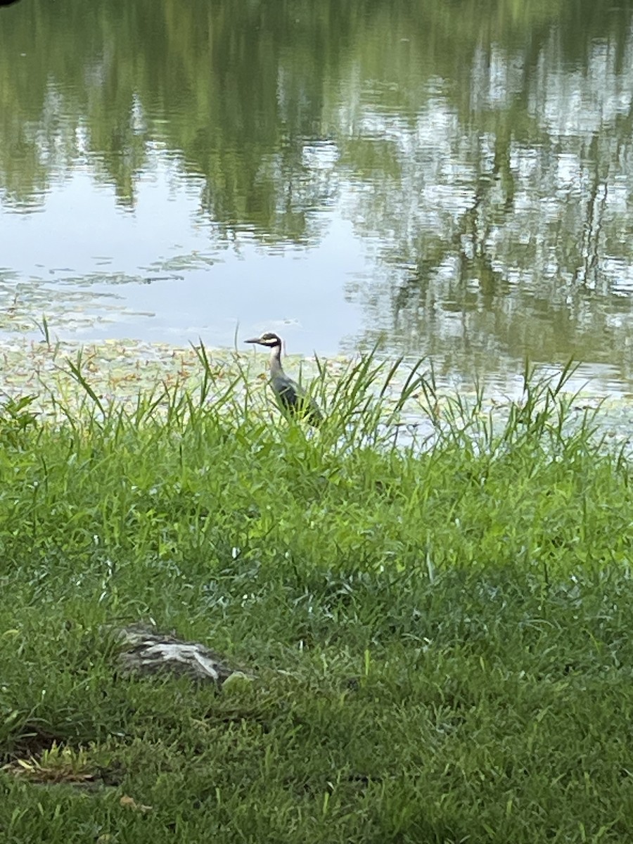 Yellow-crowned Night Heron - ML594271851