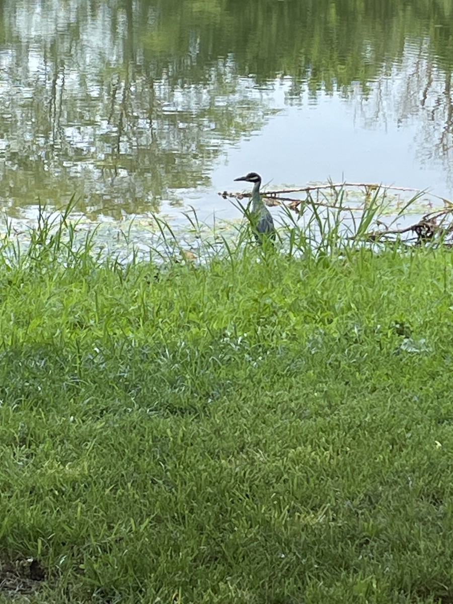 Yellow-crowned Night Heron - ML594271861