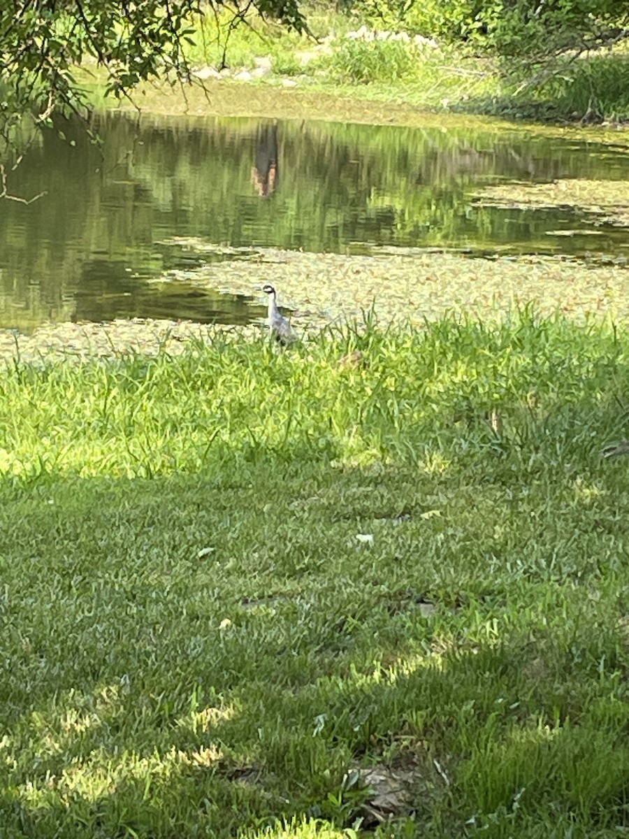 Yellow-crowned Night Heron - ML594271871
