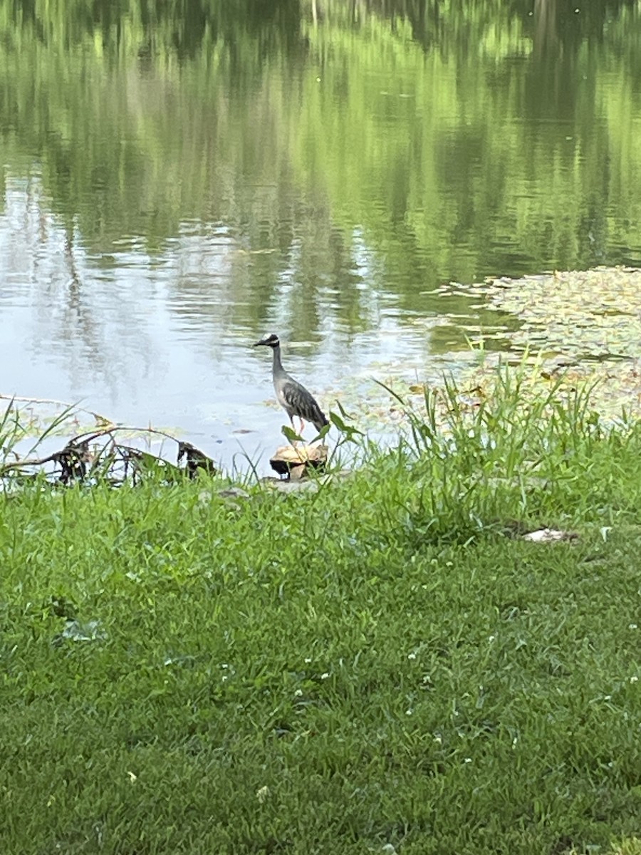 Yellow-crowned Night Heron - ML594271881
